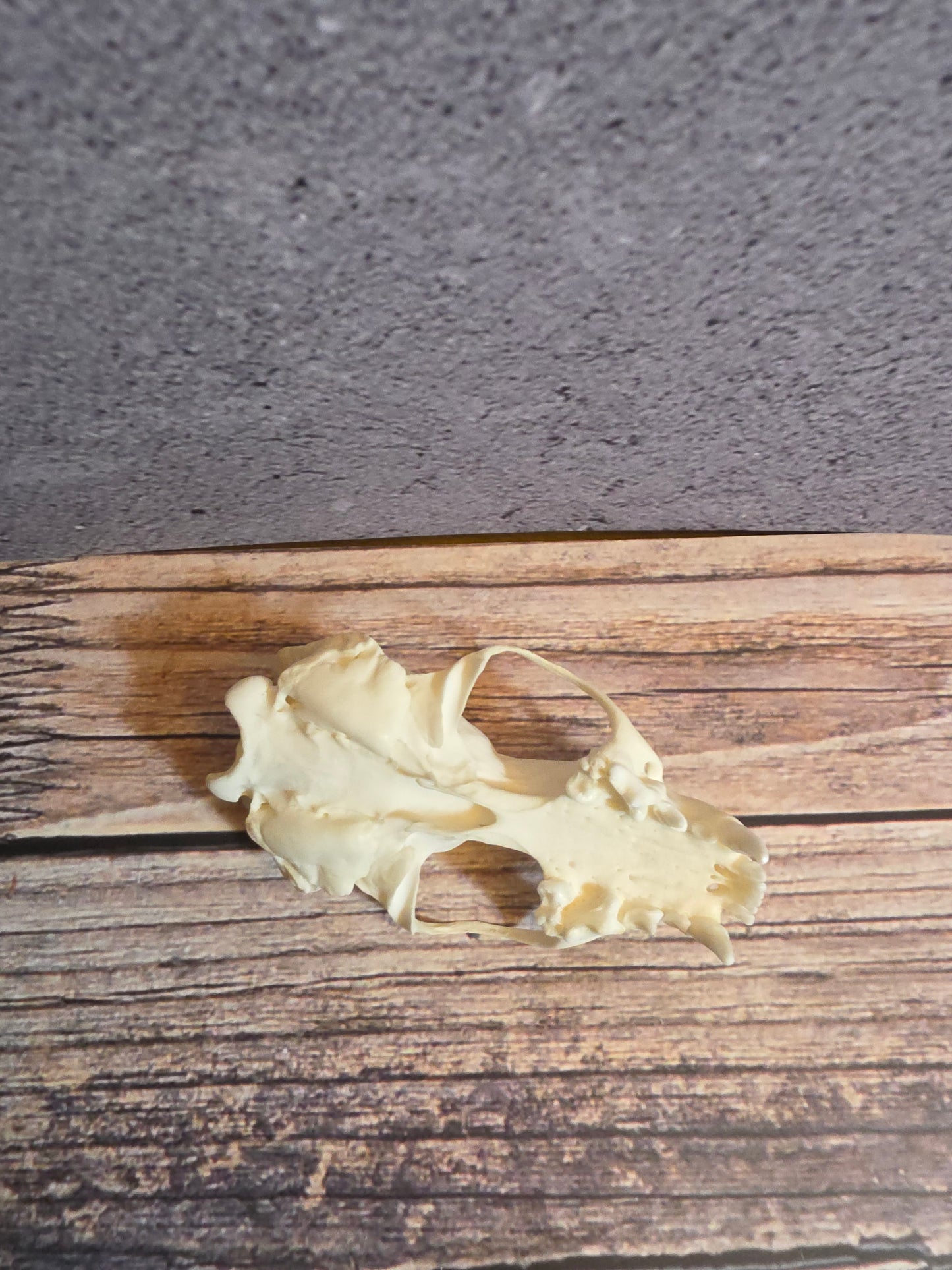 Mink Skull (Upper Half)