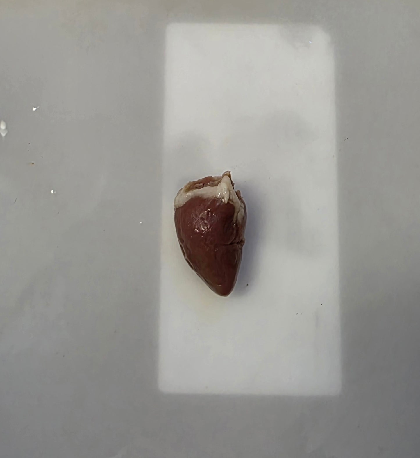 Wholesale (On Demand): Chicken Heart Wet Specimen