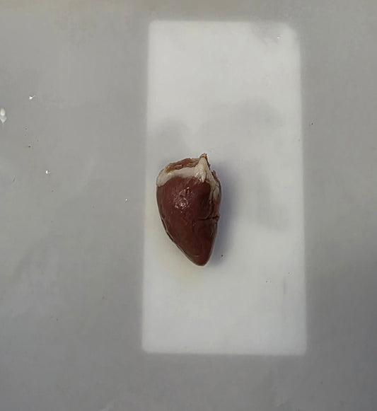 Wholesale (On Demand): Chicken Heart Wet Specimen (No Jars)
