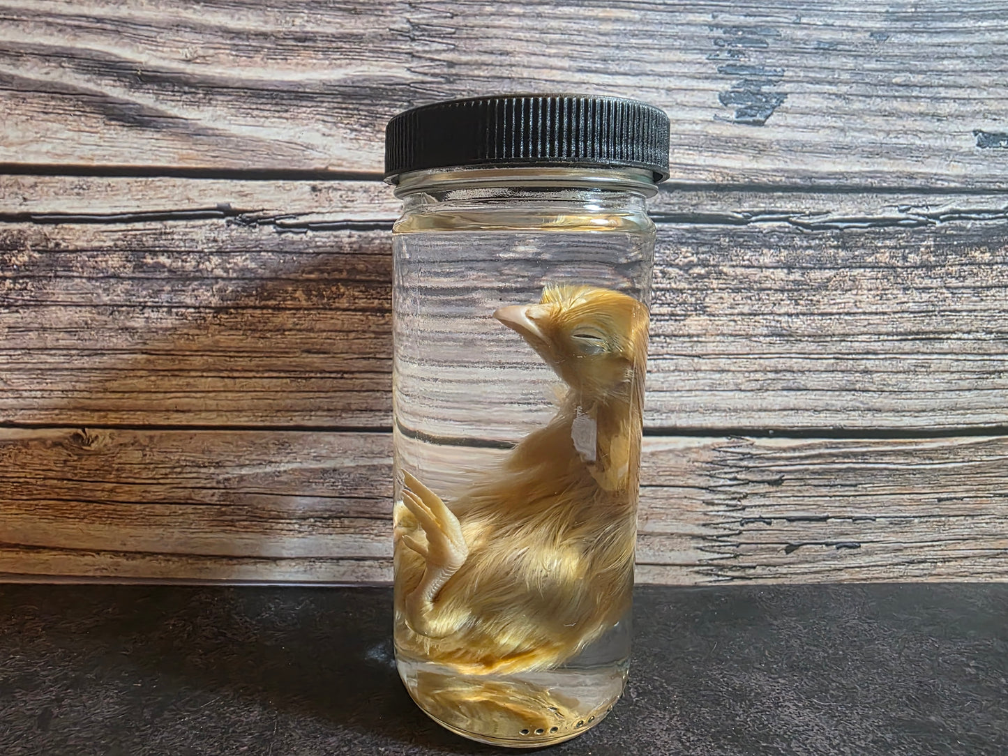 Domestic Chick Wet Specimen