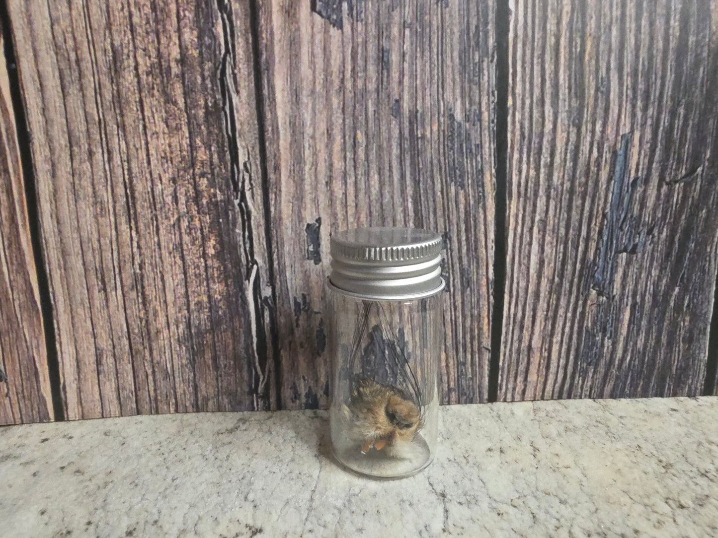 Dry Preserved Squirrel Nose Curio Vial