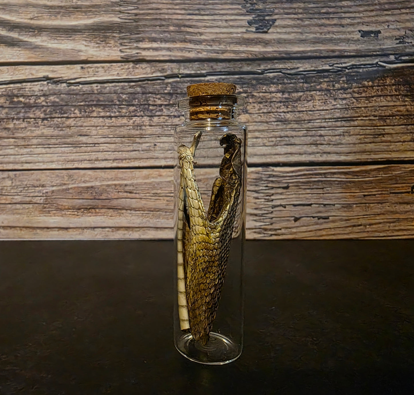Prairie Rattlesnake Head Skin Curio Vial (Lg.)