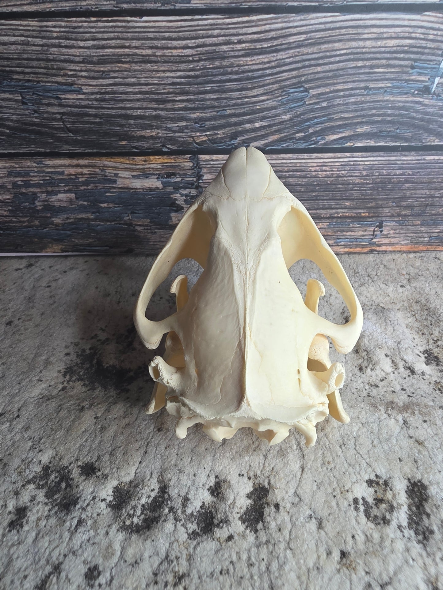 Beaver Skull (Broken Tooth)