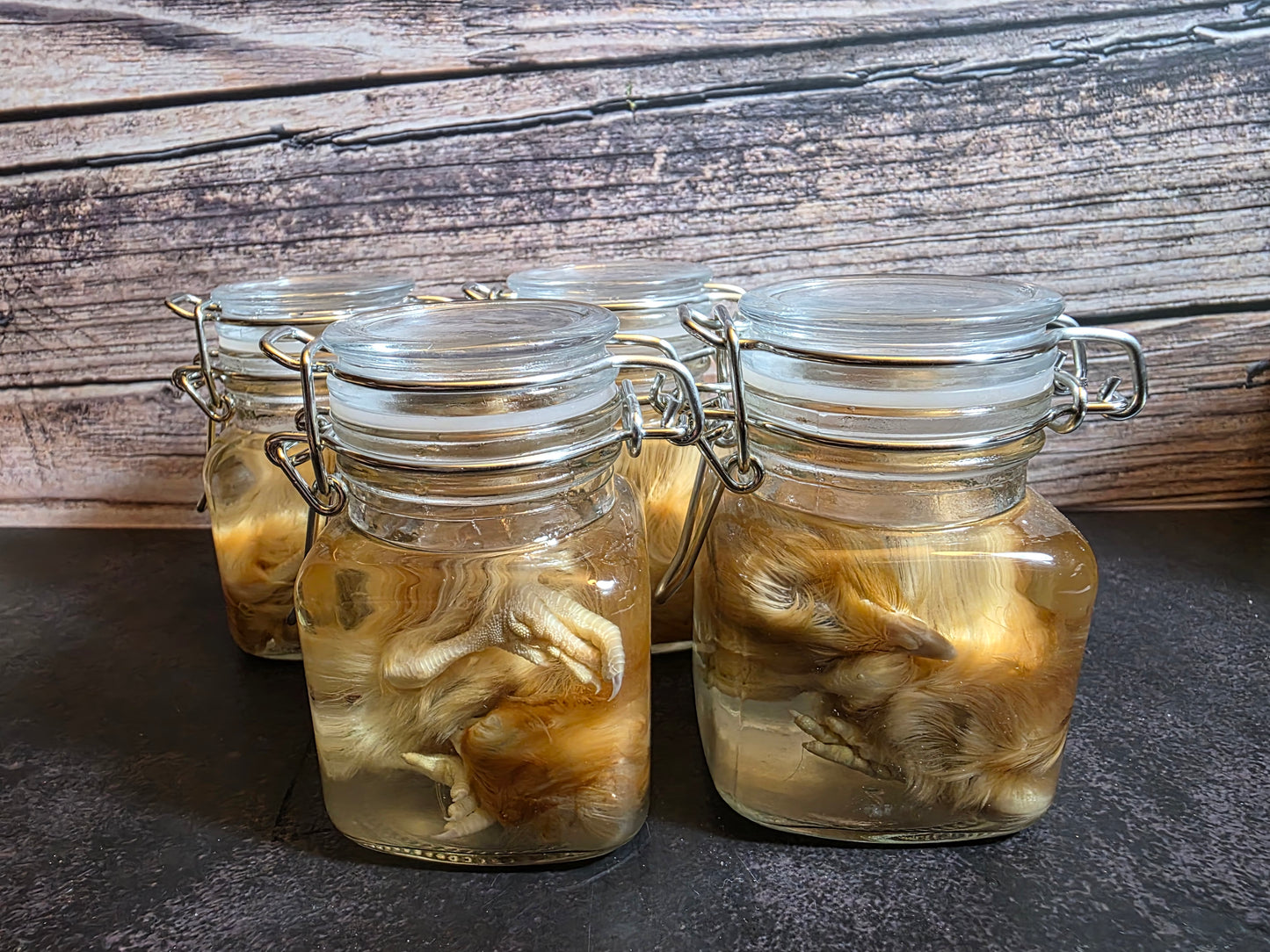 Domestic Chick Wet Specimen (Curled)