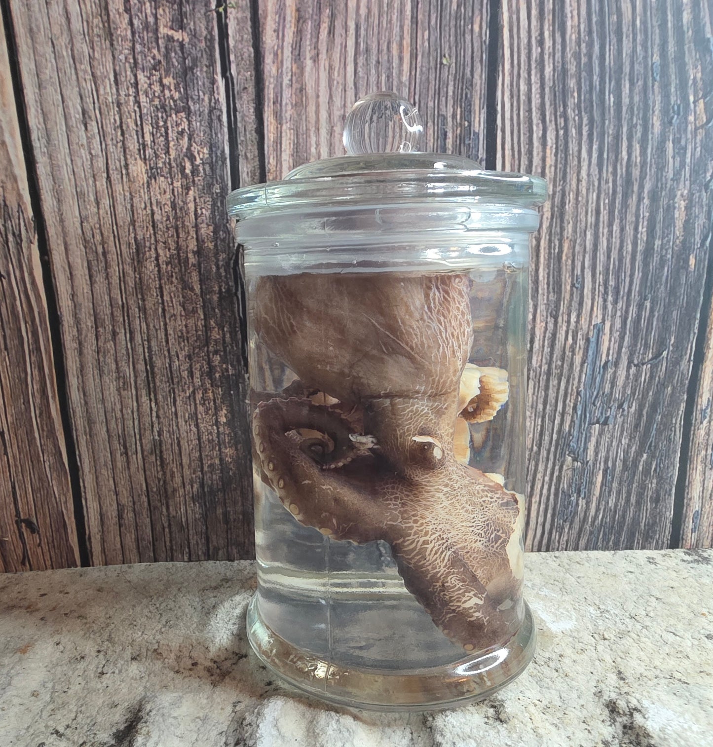 Octopus Wet Specimen (Pathological, Nubs w/ Suckers on Ends)