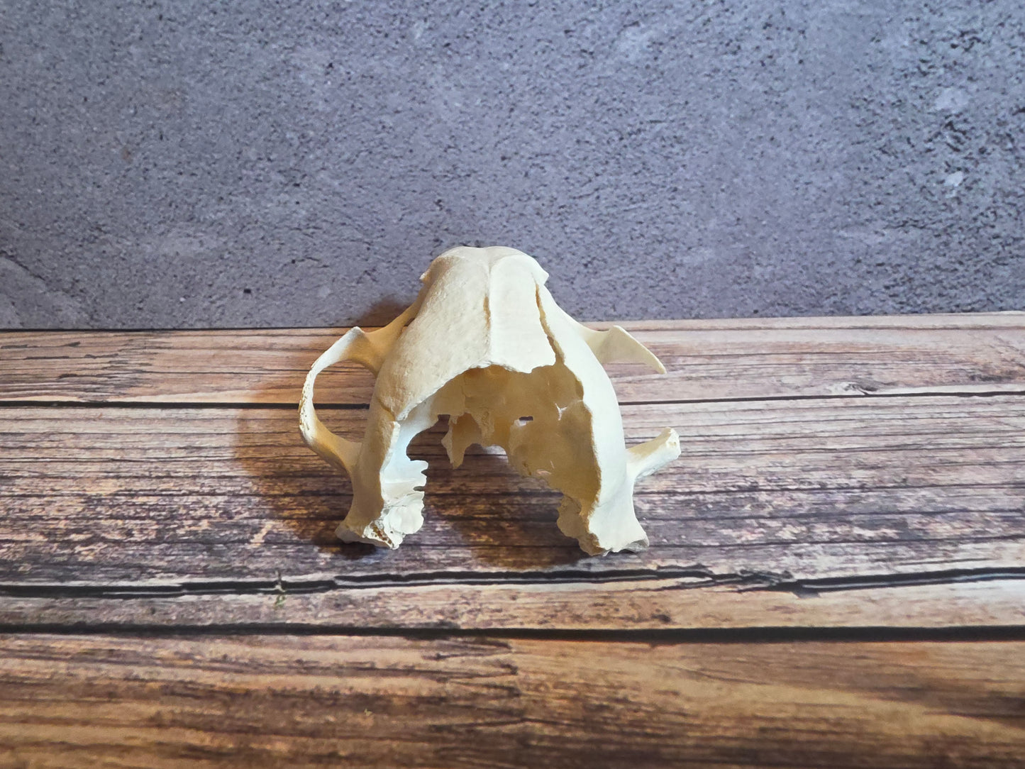Craft Grade Raccoon Skull (Upper, Worn Canine)