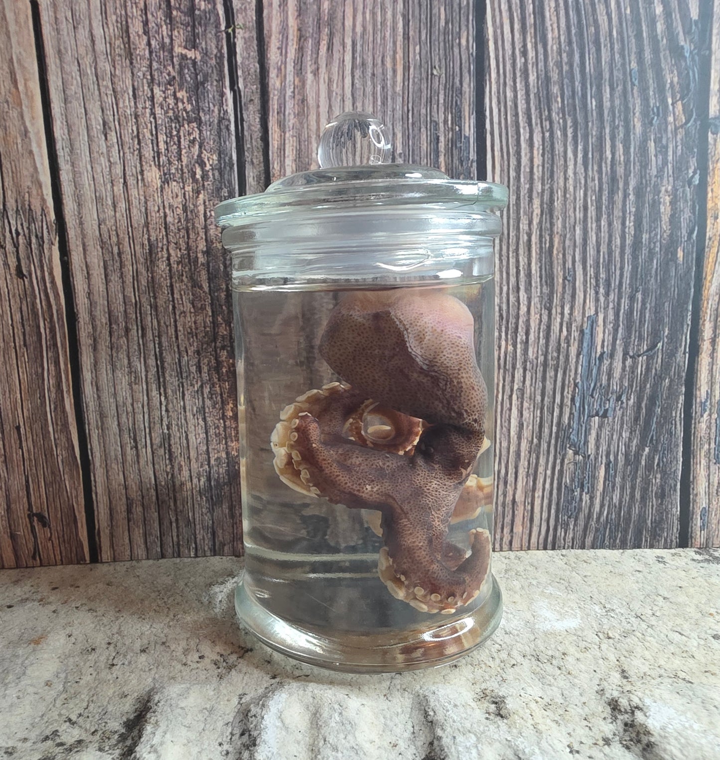 Octopus Wet Specimen (Pathological)