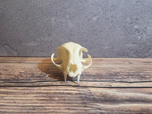 Domestic Cat Skull (Upper Half)