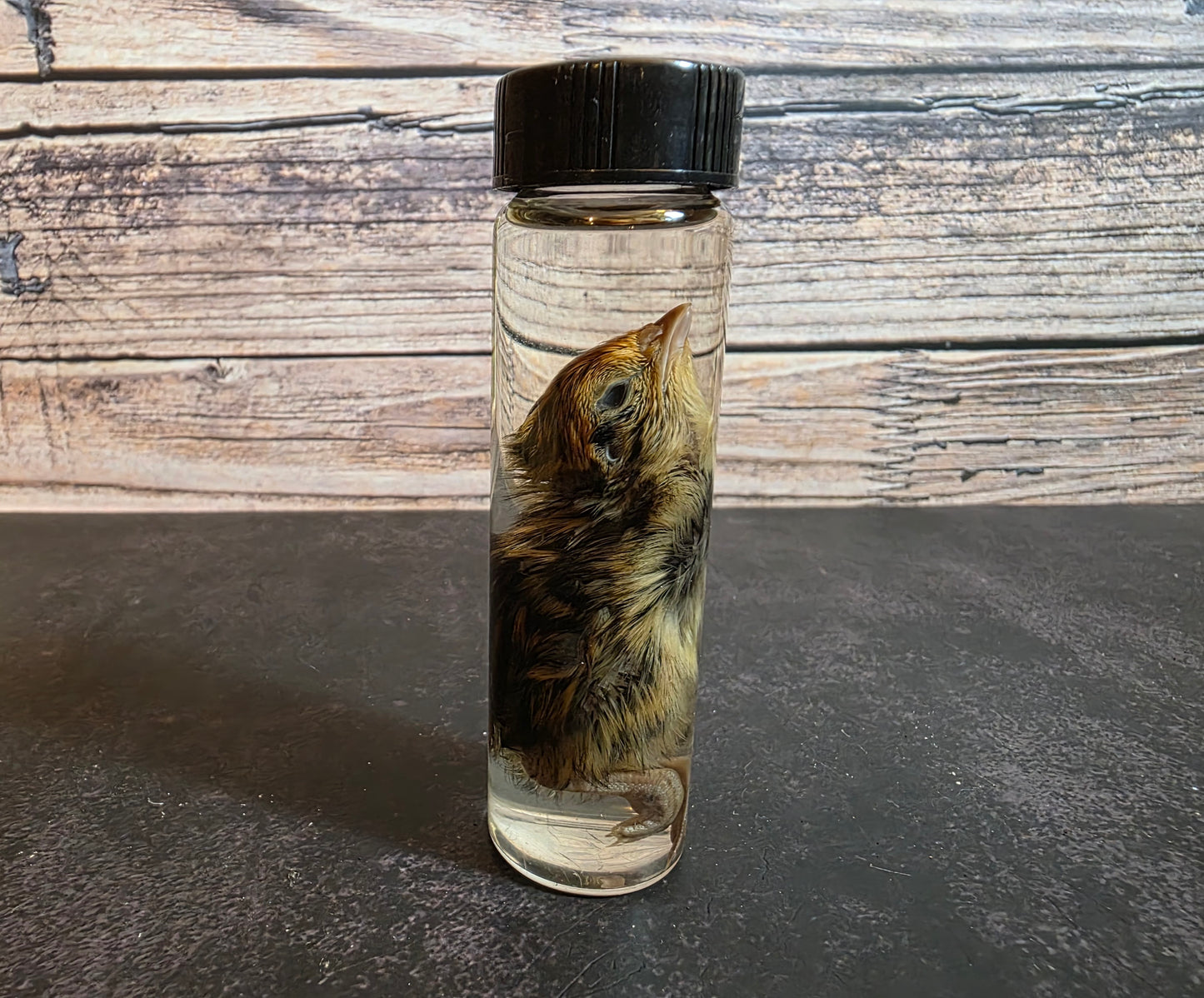 Quail Chick Wet Specimen Vial