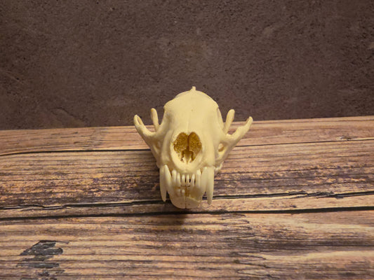 Fisher Cat Skull