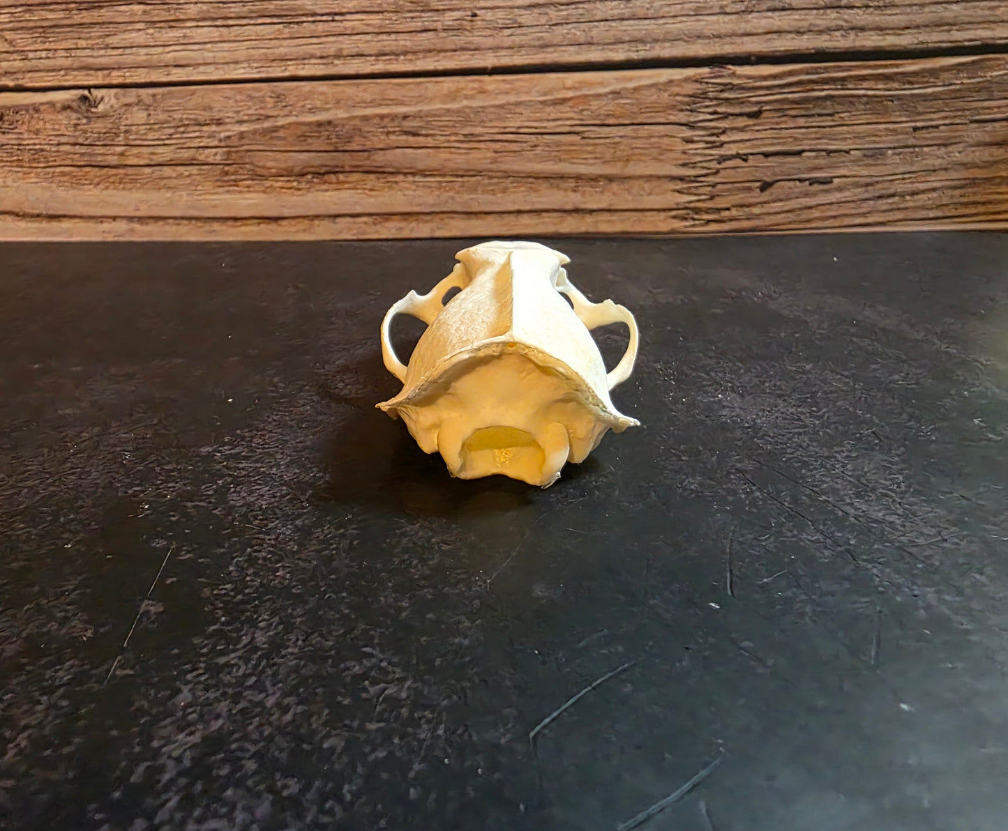 Craft Grade Mink Skull (Upper)