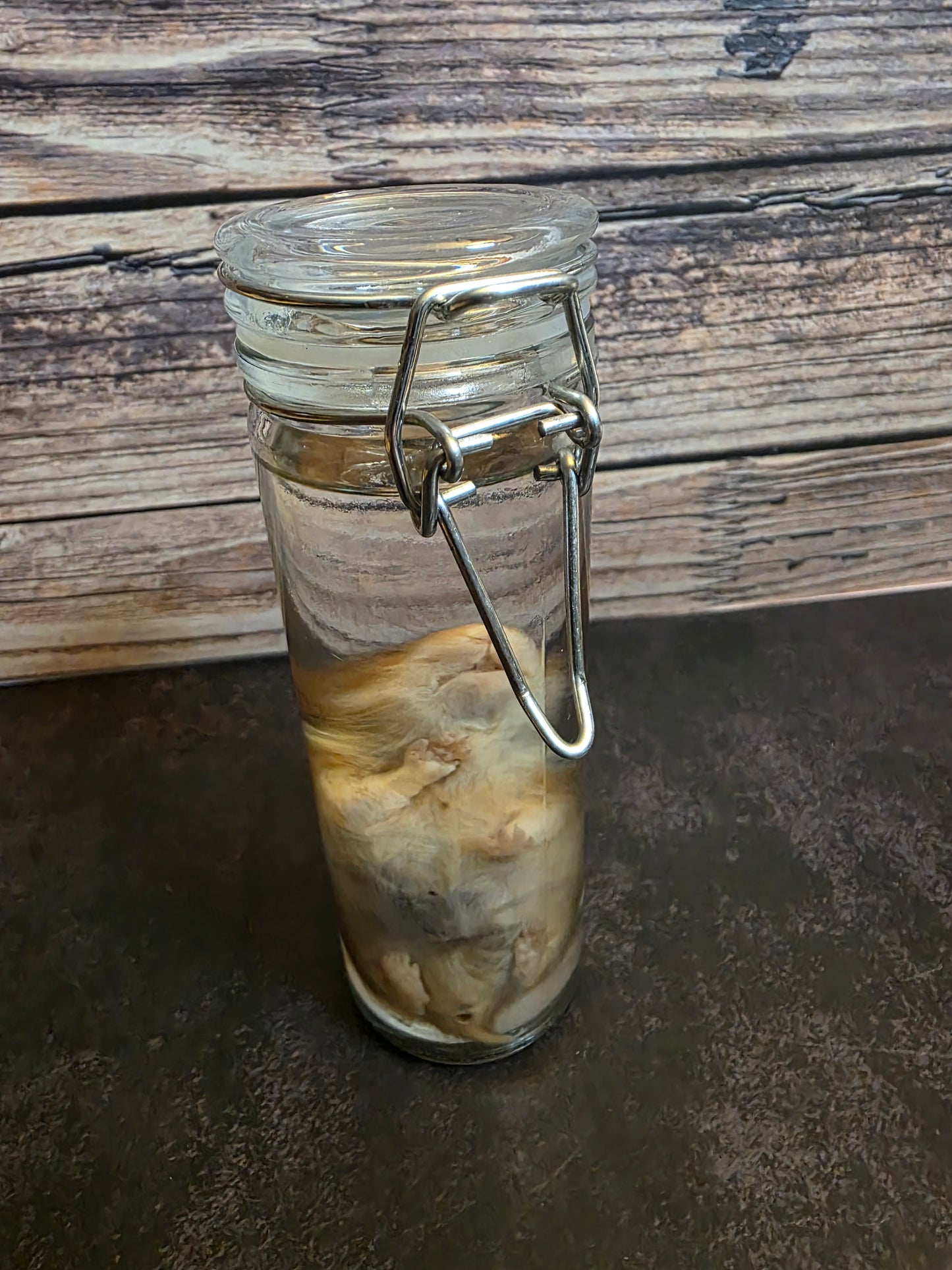 Hamster Wet Specimen (Sm) #1