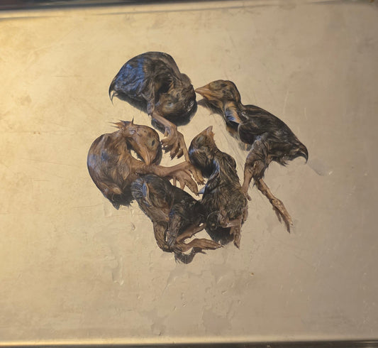Wholesale (On Demand): Quail Chick Wet Specimen (No Jars)