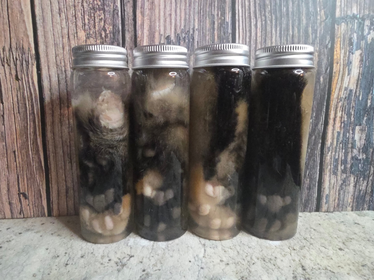 Brindle Tabby Cat Paw Wet Specimen