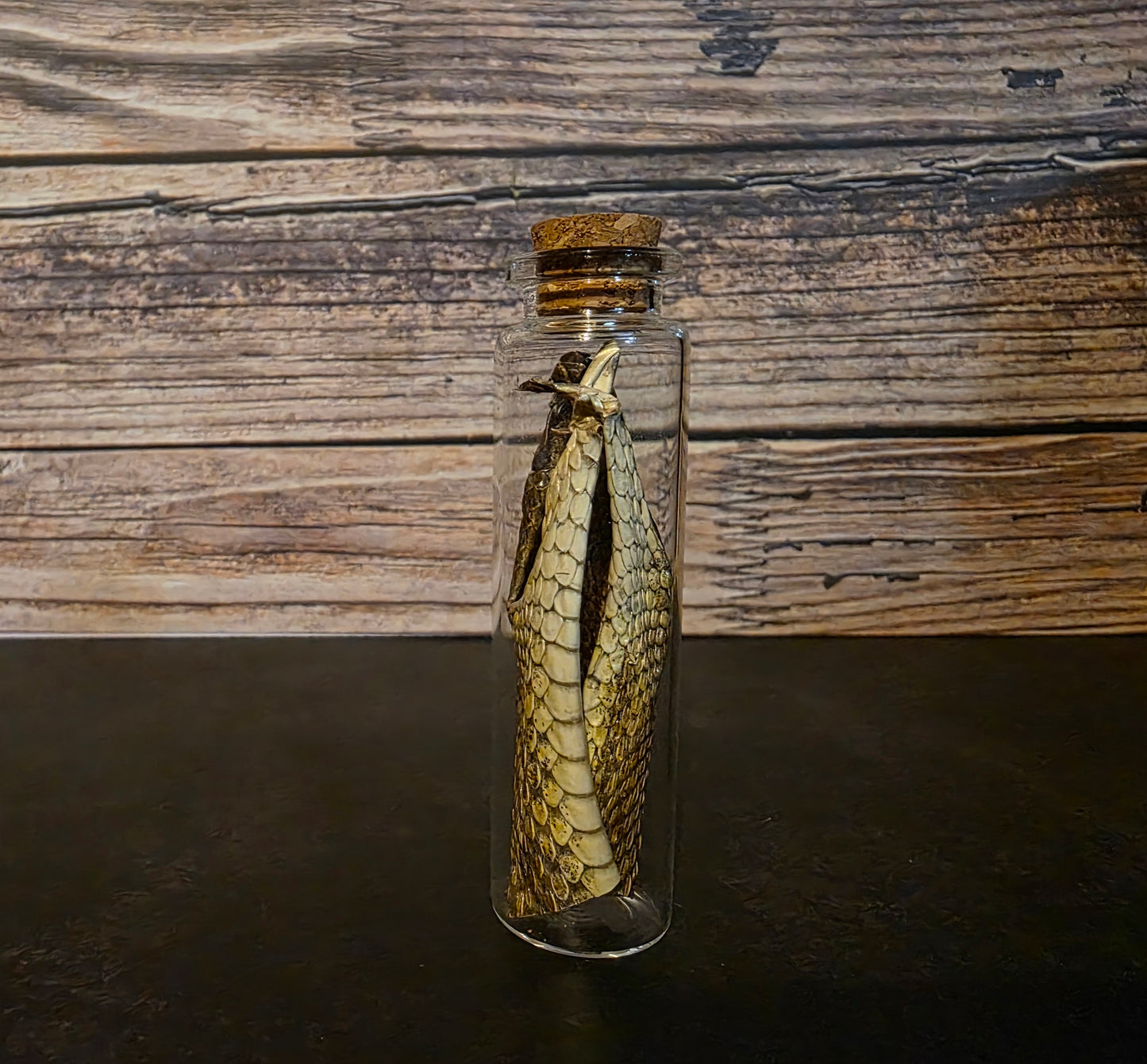 Prairie Rattlesnake Head Skin Curio Vial (Lg.)