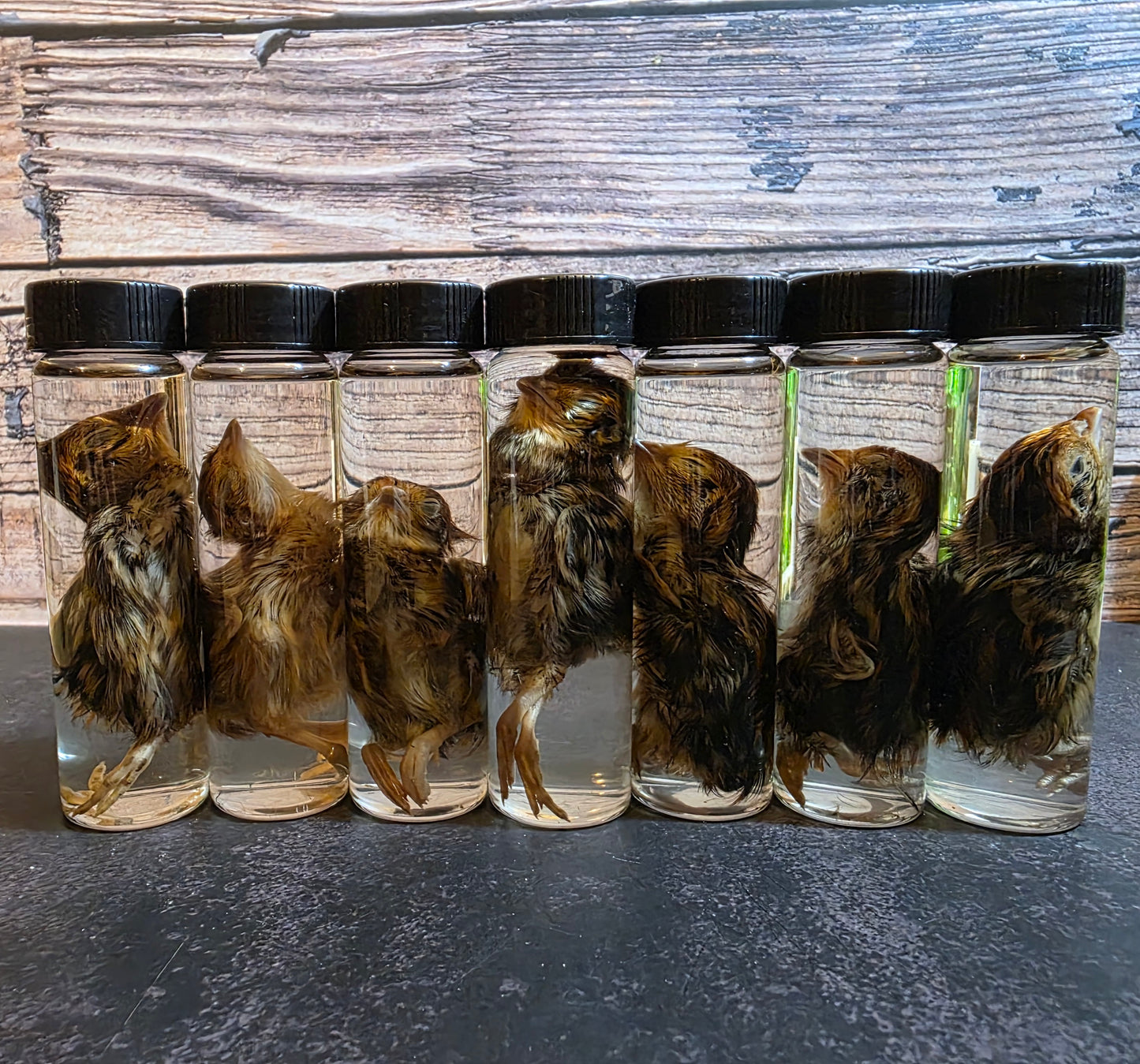 Quail Chick Wet Specimen Vial