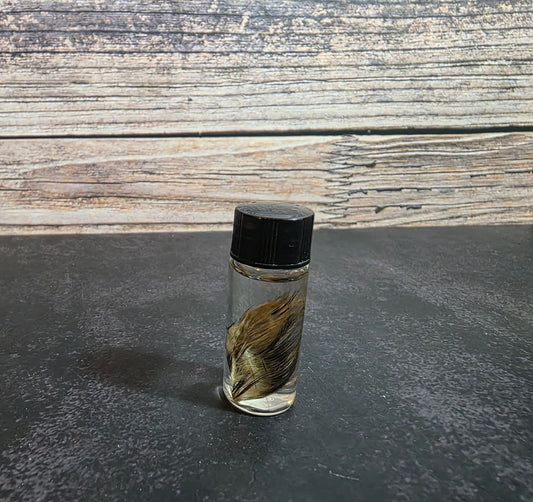 Tiny Quail Wing Curio Vial
