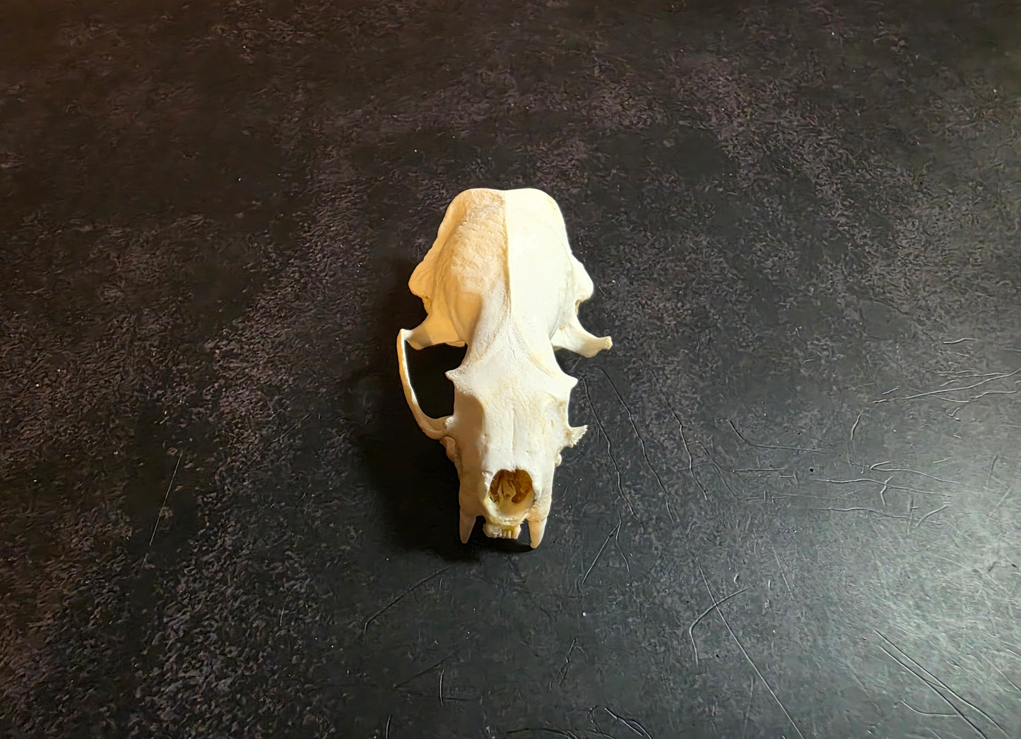 Craft Grade Mink Skull (Upper)