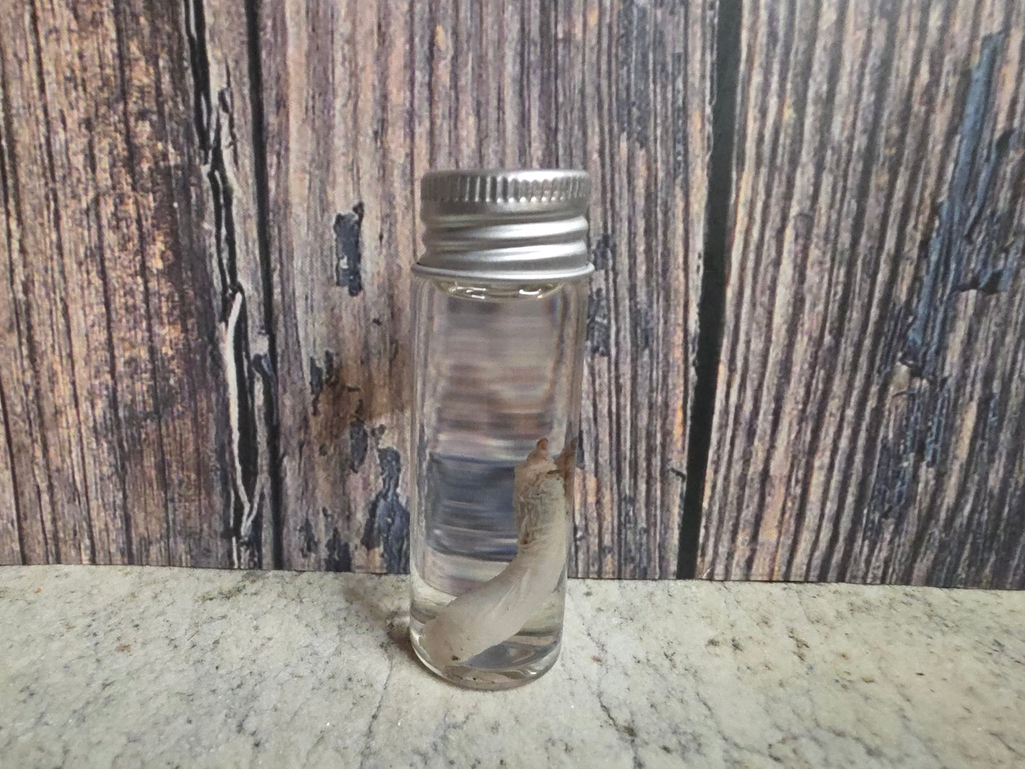 Virginia Opossum Penis Wet Specimen (#4)