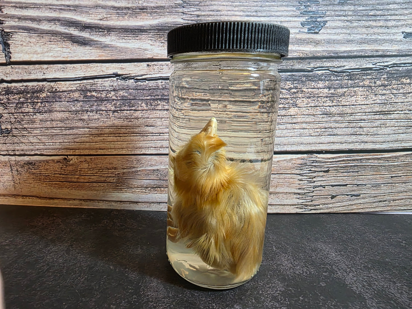 Domestic Chick Wet Specimen