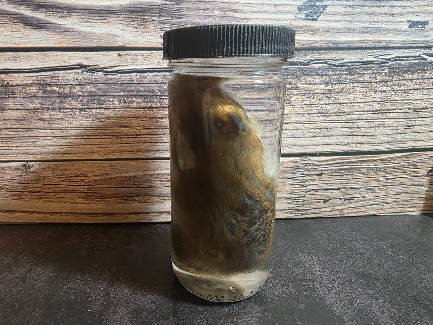 Hamster Wet Specimen (L)