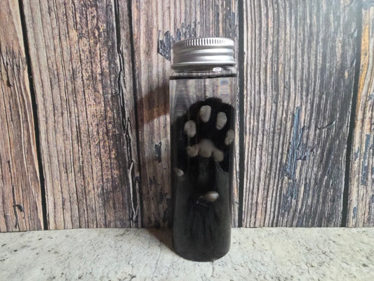 Black Cat Paw Wet Specimen