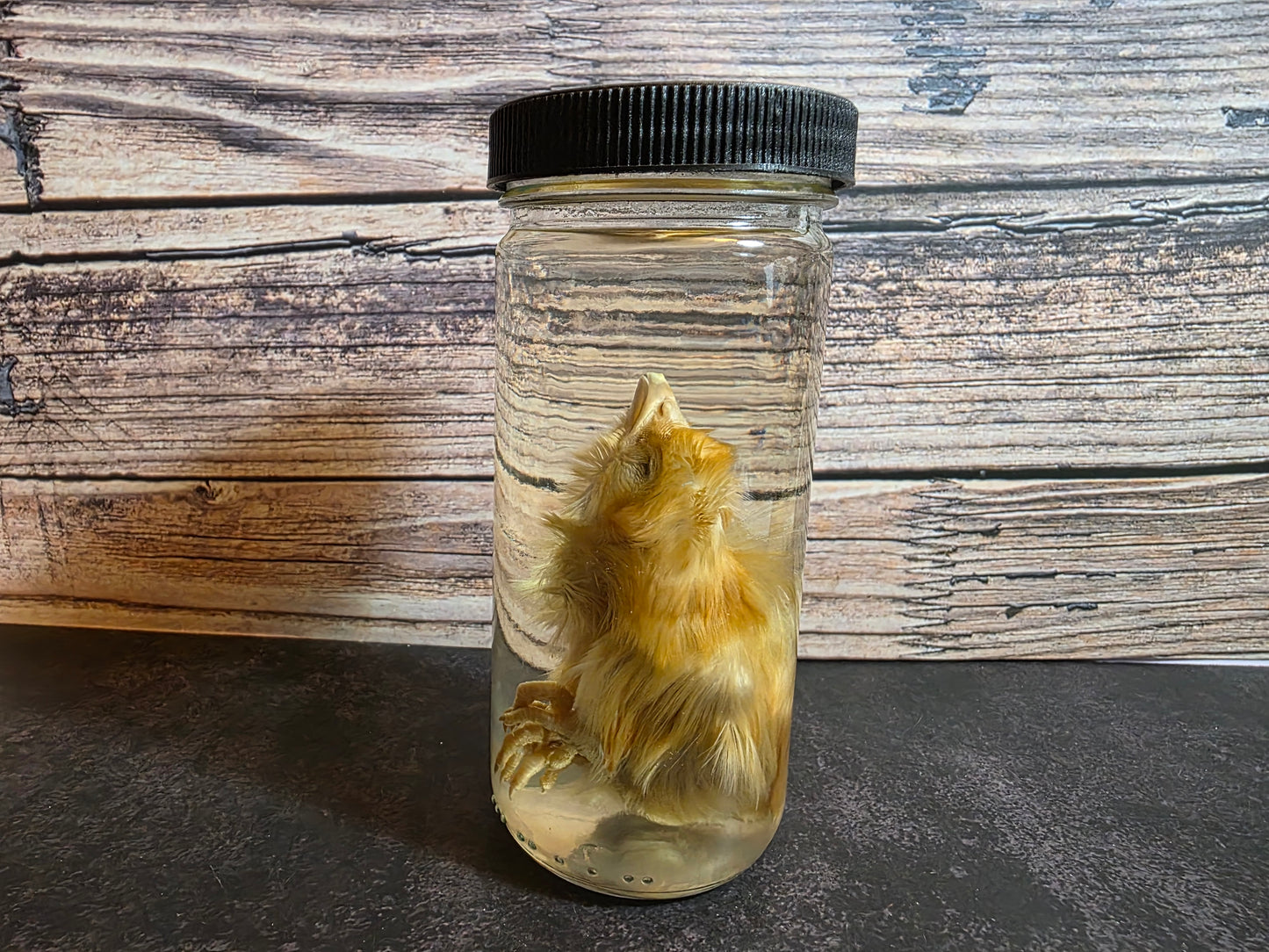 Domestic Chick Wet Specimen