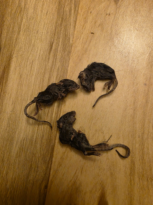 Wholesale (On Demand): Dark Fuzzy Mice Mummified Specimen