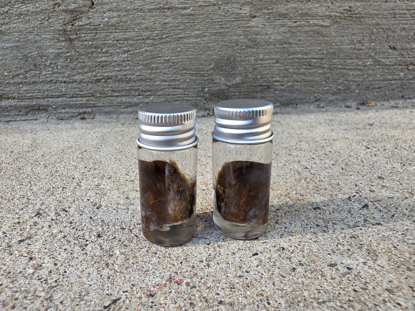 Little Squirrel Ear Wet Specimen Vial