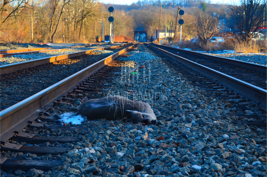Facing the Quiet: Graveframe and the Art of Photographing the Dead