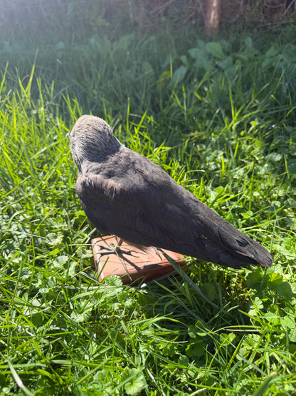 Eurasian Jackdaw Taxidermy