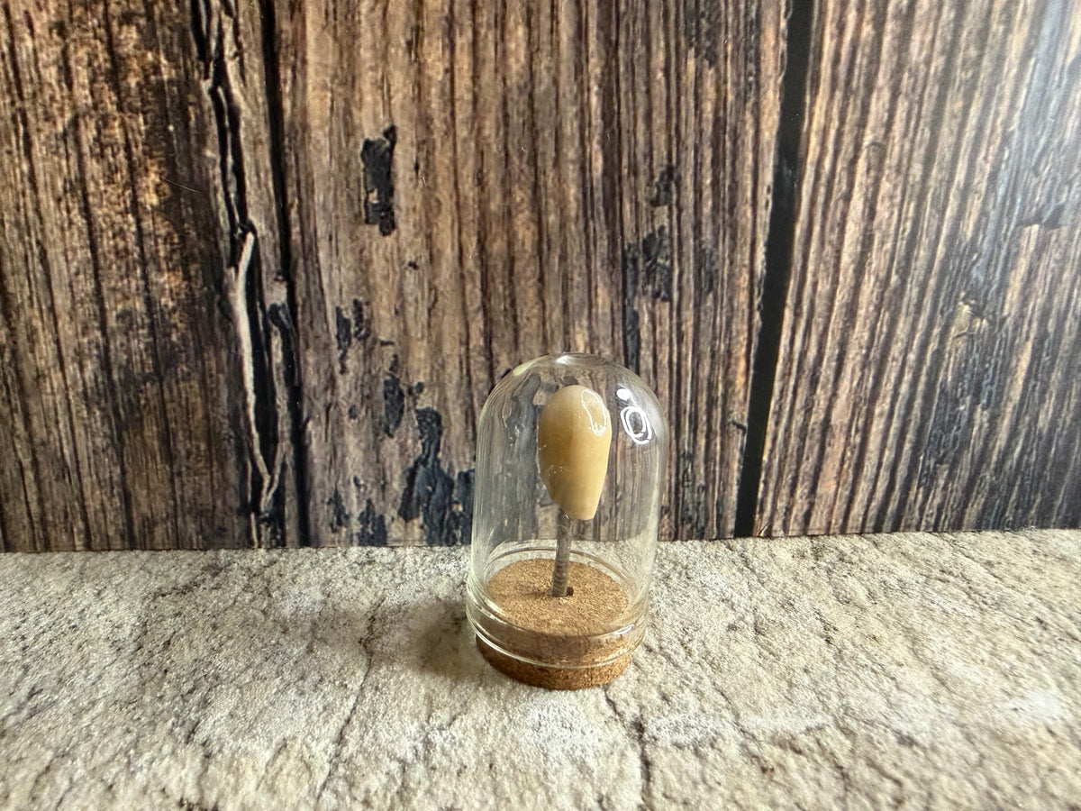 Human Tooth w/ Silver Filling Dome