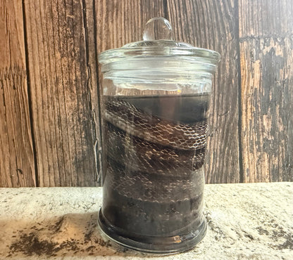 Eastern Rat Snake Wet Specimen