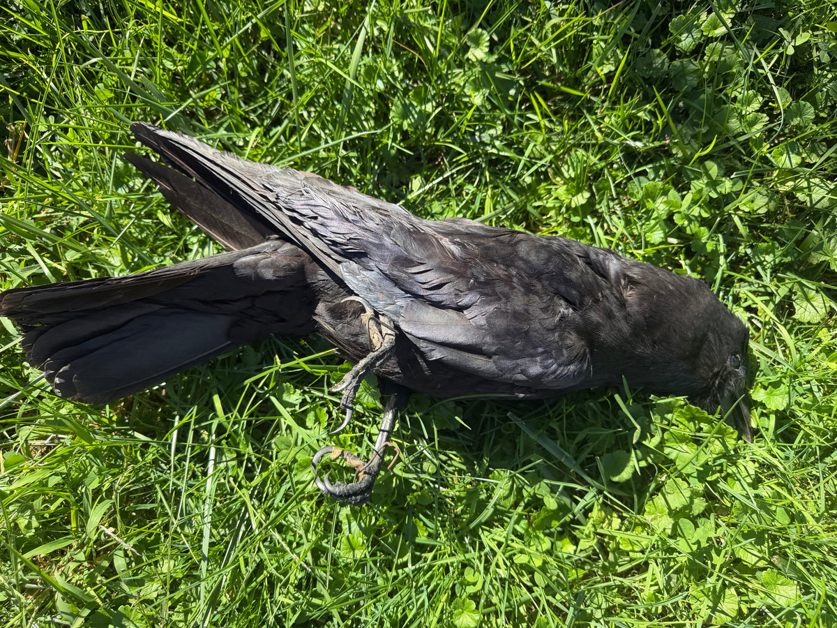 Carrion Crow Taxidermy (Unmounted)