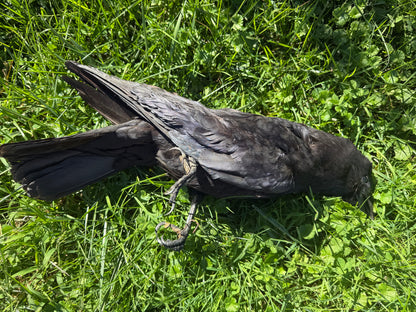 Carrion Crow Taxidermy (Unmounted)