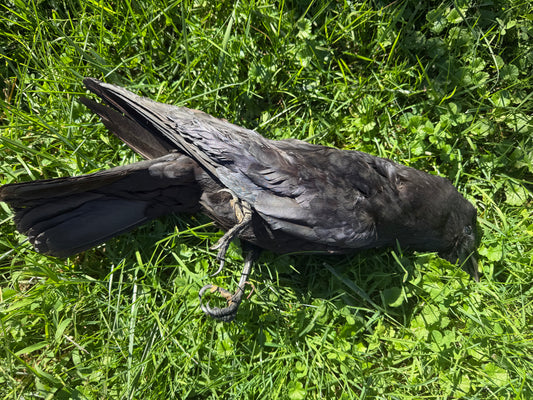 Carrion Crow Taxidermy (Unmounted)