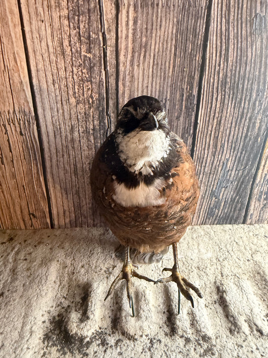 Male Bobwhite Quail Taxidermy (Unmounted)