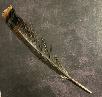 Craft Grade Wild Turkey Feather