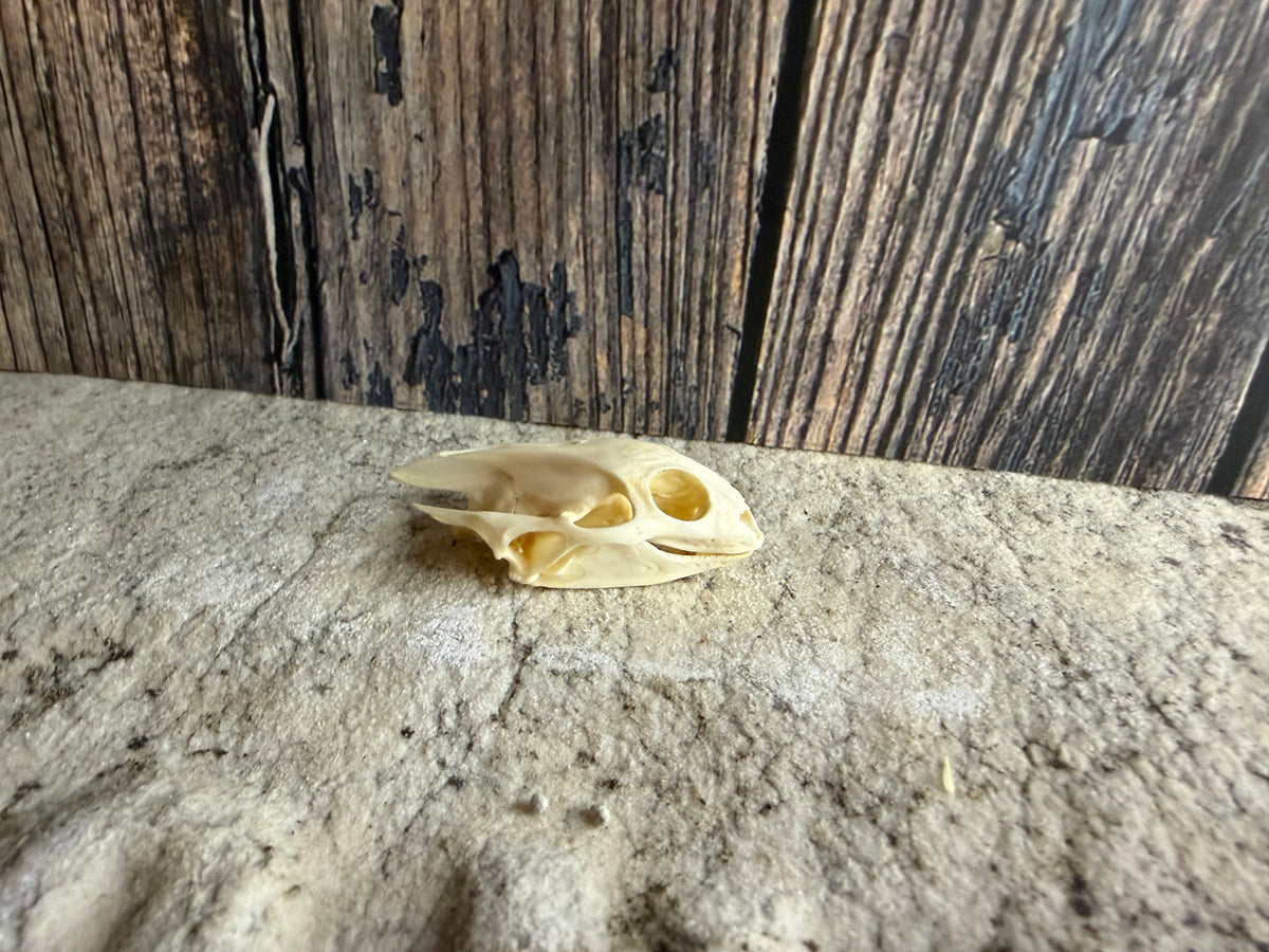 Turtle Skull (Sm)