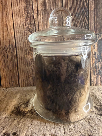 Tom Cat Head Wet Specimen