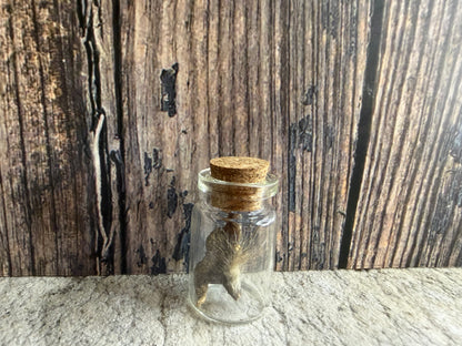 Taxidermy Raccoon Claw Curio Vial (Cork)