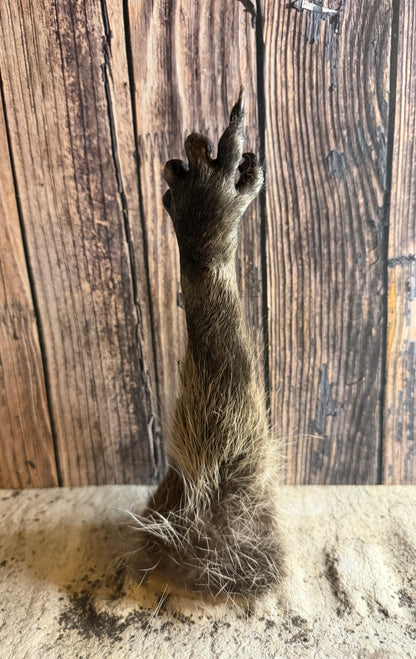 ‘The Bird’ Taxidermy Raccoon Paw