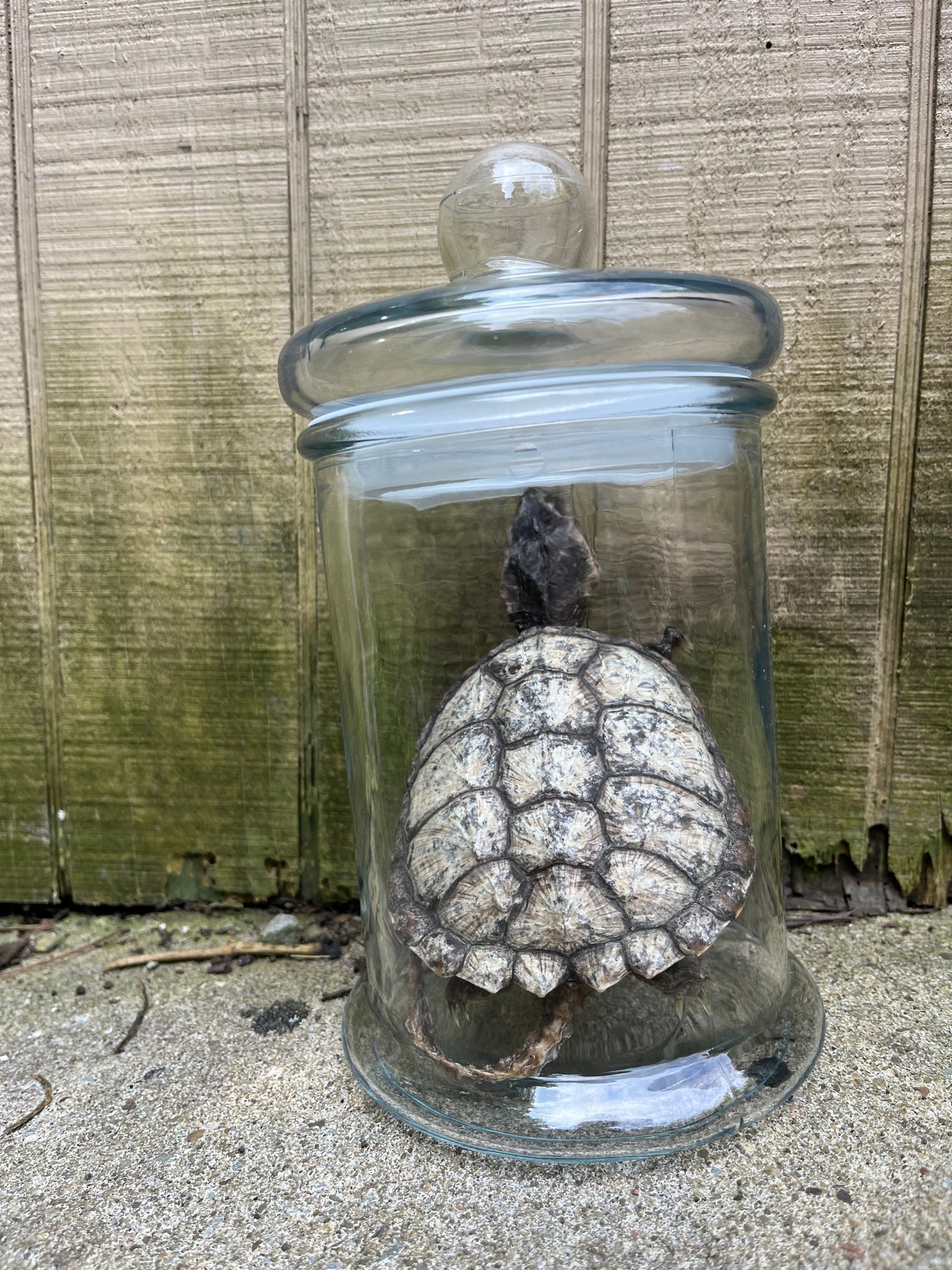 “Neglected” Mummified Snapping Turtle