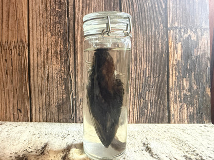 Fledgling House Sparrow Wet Specimen (#3)