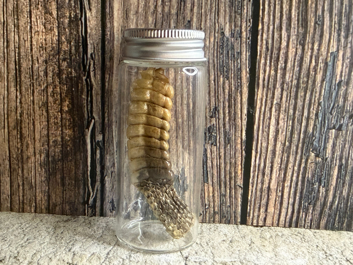Dry Preserved Rattlesnake Tail Curio Vial