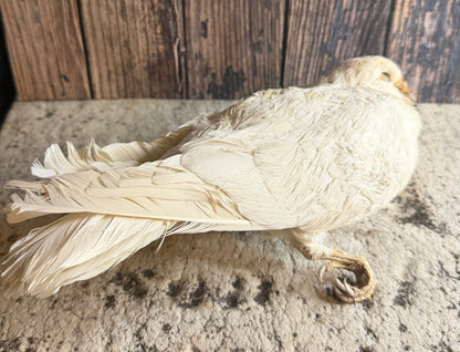 Dry Preserved White Pigeon