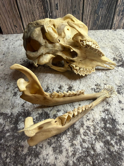 Juvenile Goat Skull (Complete)