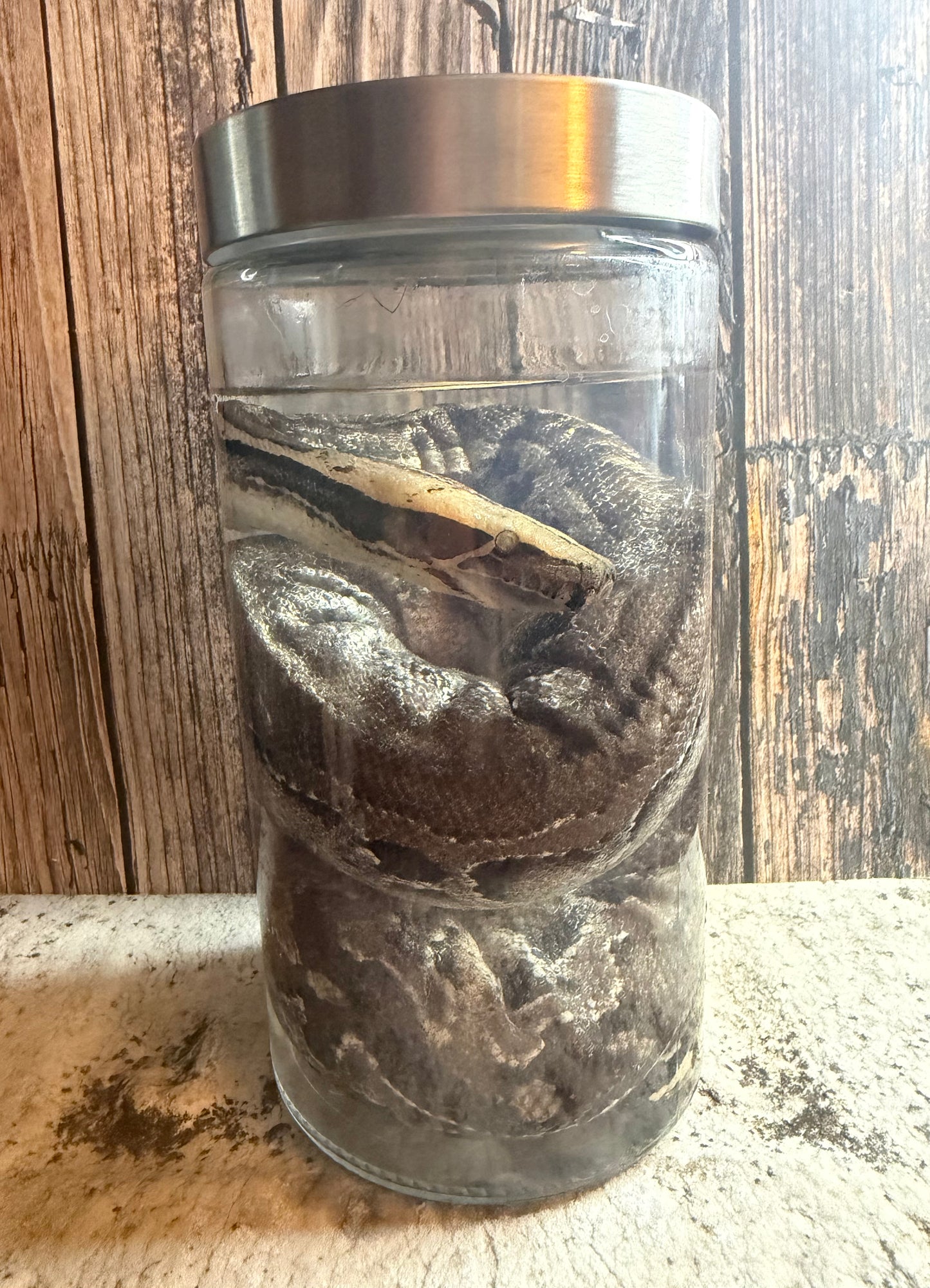Blood Python Wet Specimen