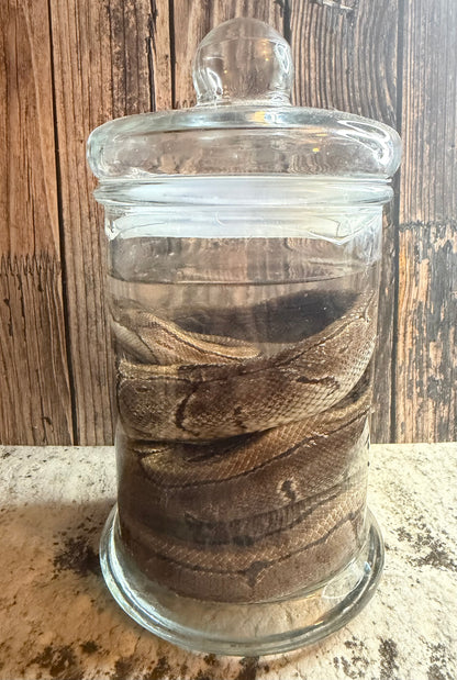 Pinstripe Adult Ball Python Wet Specimen