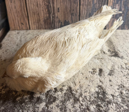 Dry Preserved White Pigeon